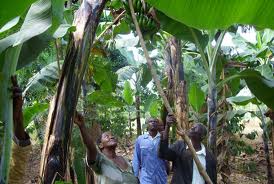Government to dissolve NAADS program