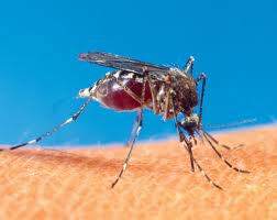 Health Ministry to distribute mosquito nets