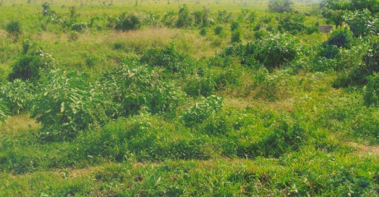 Government cancels Namanve land titles