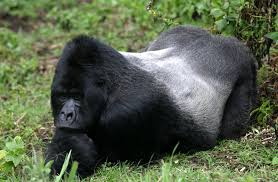 Mountain Gorilla