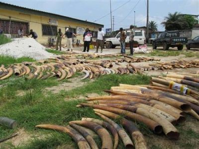Over 740 Kgs of Ivory Seized by Aviation Police