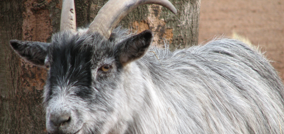 Goat thief survives lynching