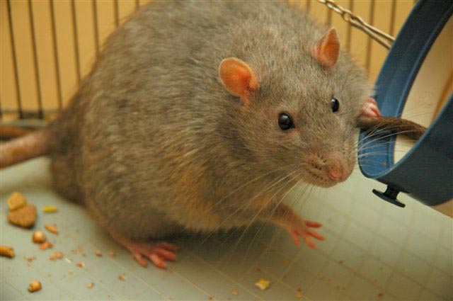 Rats gnaw boy in hospital