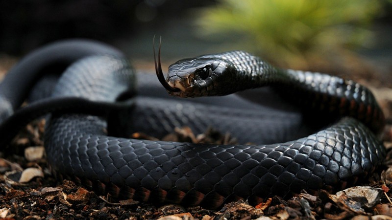 ARREST GONE WRONG: Policeman survives snake bite