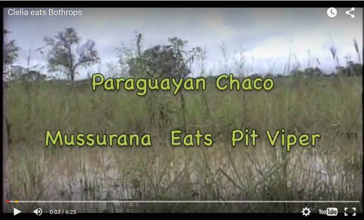 Crazy Footage Of A Snake Eating Another Snake! Who’s Hungry?