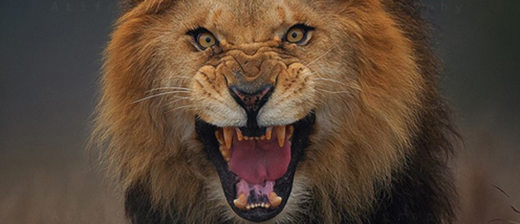 Lions kill Woman in Ibanda