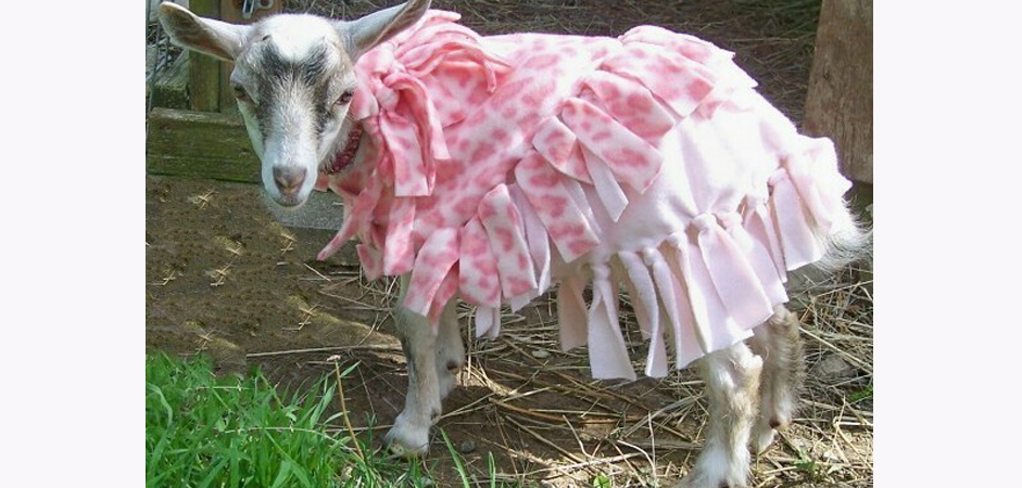 Goats in women attire