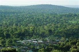 Uganda Loses 200,000 Hectares Of Forest Cover Annually