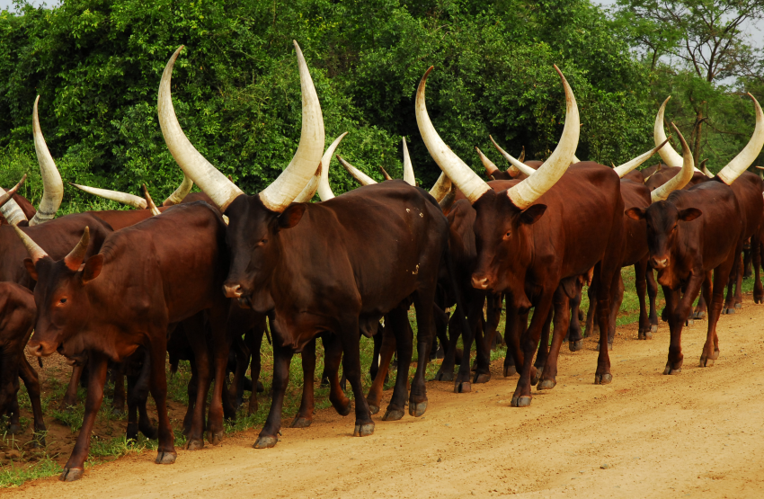 Katakwi cattle stolen during voting
