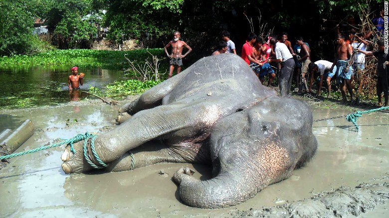 Elephant that was swept by floods from Bangladesh to India has ended Dead