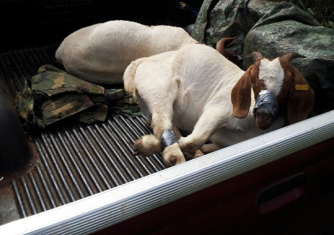 51 year old man sentenced to one and half years in prison for stealing a goat