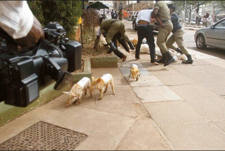 Two youths arrested for allegedly dropping pigs at parliament this morning.