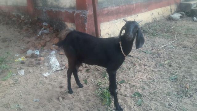 51 year old man sentenced to one and half years in prison for stealing a goat