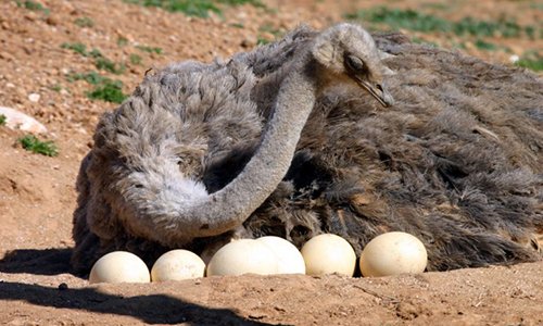 UPDF soldier arrested with 13 ostrich eggs