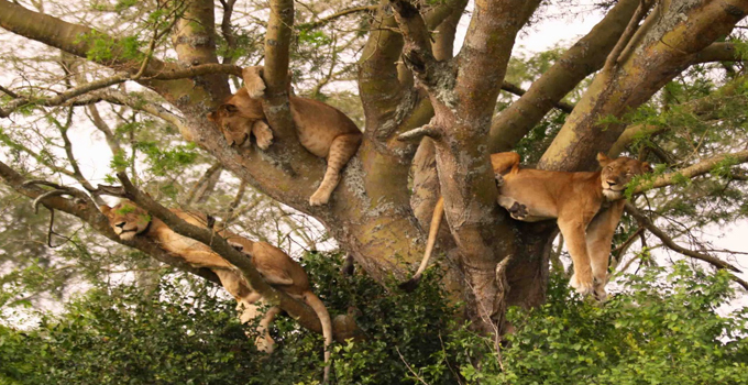 11 lions killed in Queen Elizabeth National Park