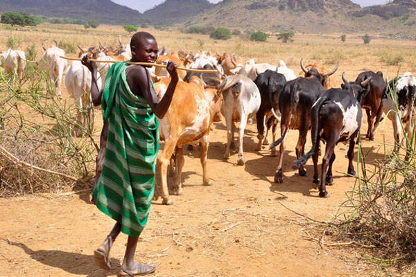 Suspected rustlers loot over 60 goats in Kitgum