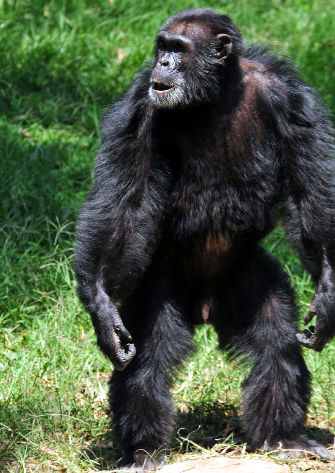 East, West and central Africa’s oldest Chimpazee Zakaayo dead at 54