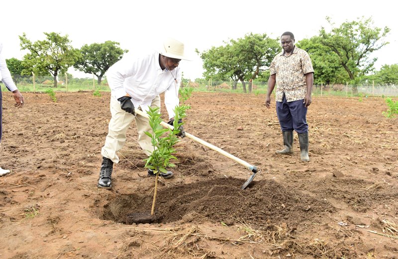 President welcomes introduction of new cash crop from Malaysia