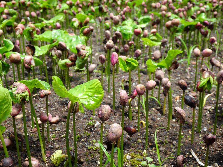 Seven million coffee seedlings distributed