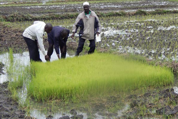 IGG stops Shs2billion pay out to Kibimba rice scheme claimants