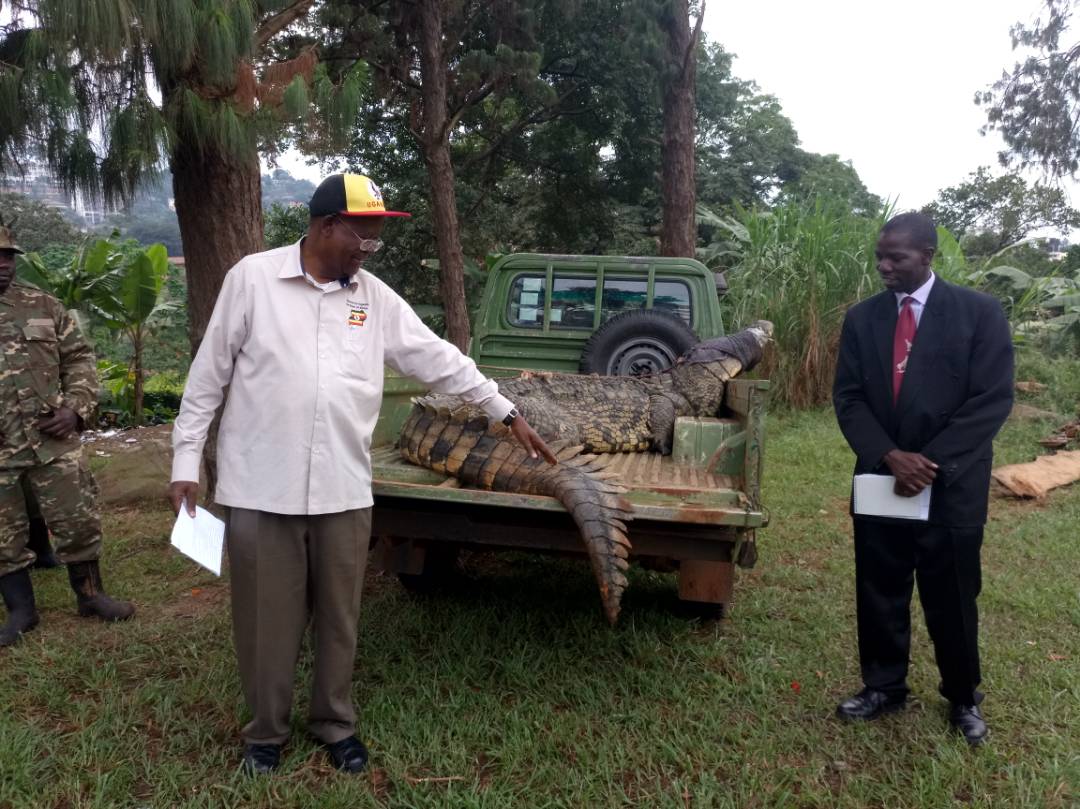 Man eater crocodile to be trans located to Murchison