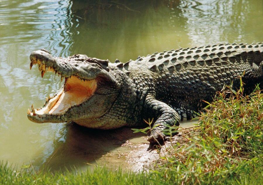 Crocodile eats another man in Mayuge District