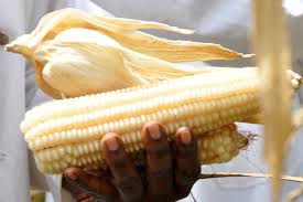 Agriculture ministry awaits report on  maize money