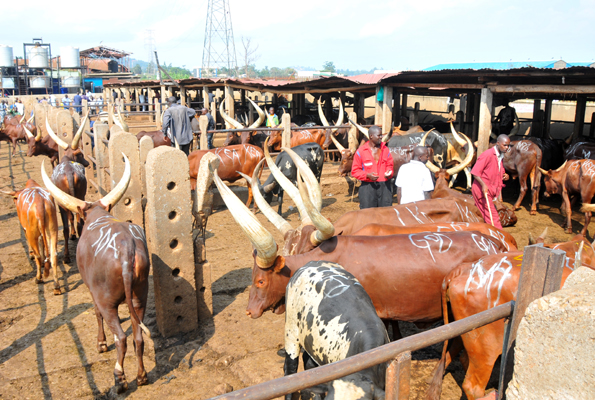 MPs direct KCCA to Compensate Basajja for City Abattoir losses