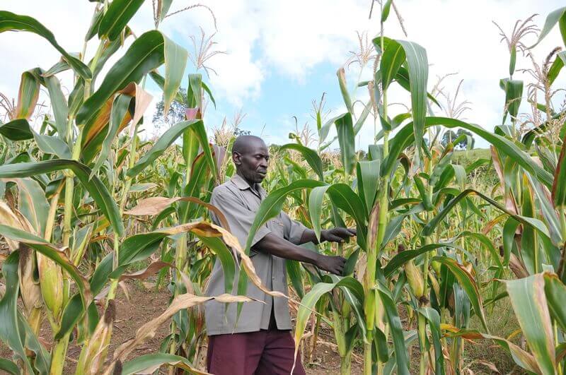 MPs make U-turn on GMO Bill, concede to M7 objections