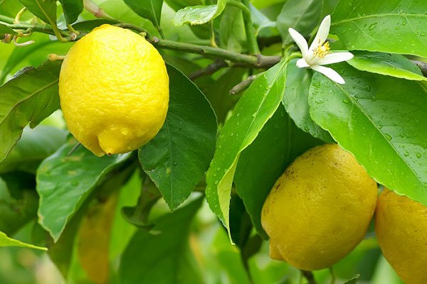 Scientists optimistic about GMO bill