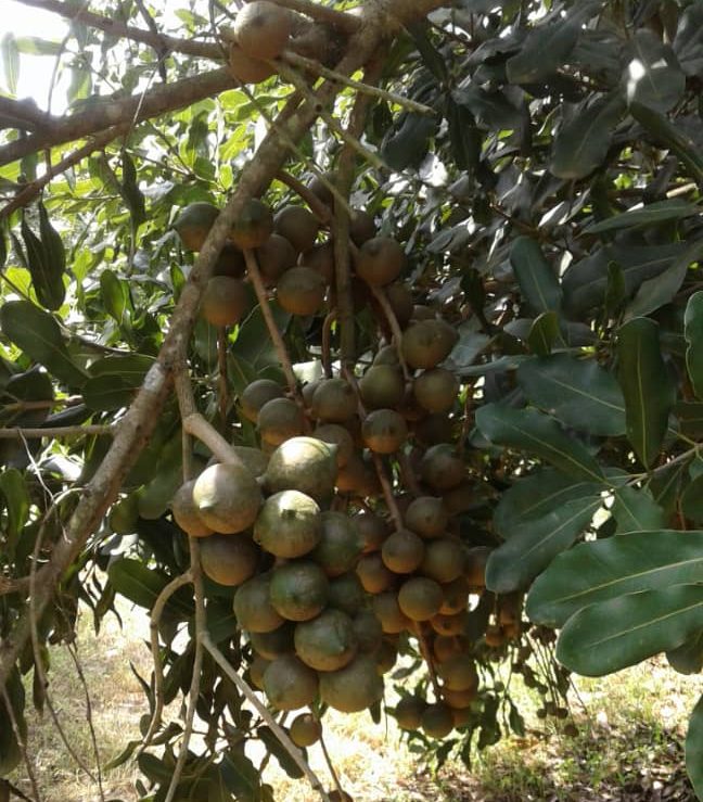 Farmers in Kabarole threaten to quit