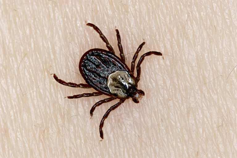 Tick Vaccine on trial