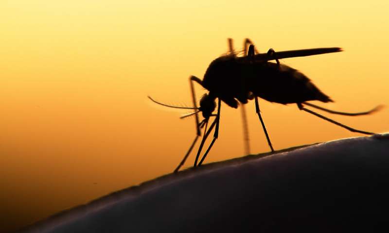 Genetically modified Mosquito not magic bullet to end malaria