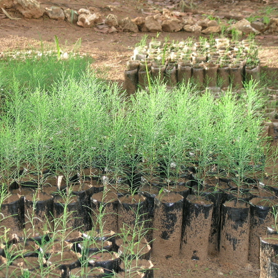 CPC delegates join in Uganda’s greening campaign