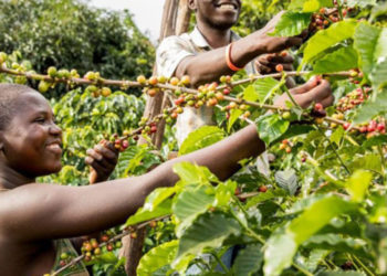 Coffee farmers tipped on accessing international market