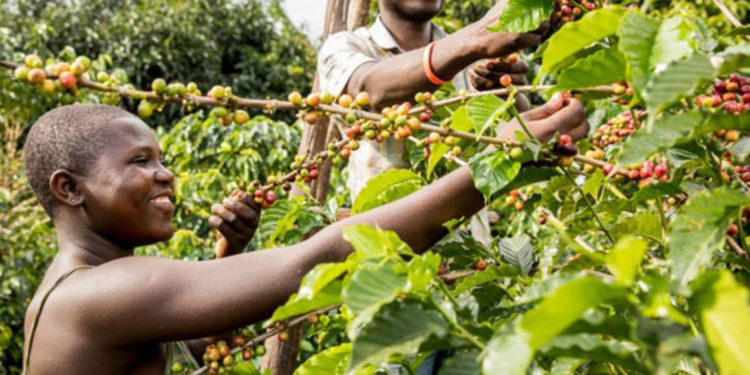 Coffee farmers tipped on accessing international market