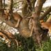 UWA condemns continued killing of wildlife