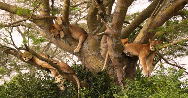 UWA condemns continued killing of wildlife