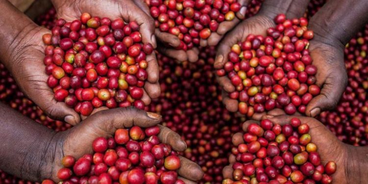 Parliament passes National coffee bill for the second time
