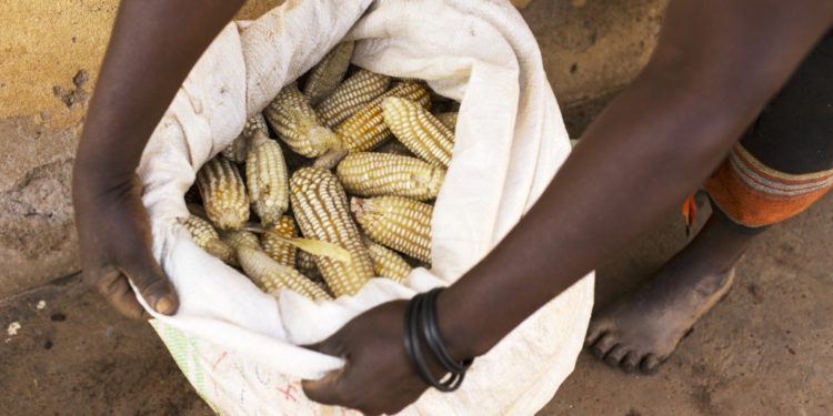 CSOs ask govt to create other markets for maize farmers