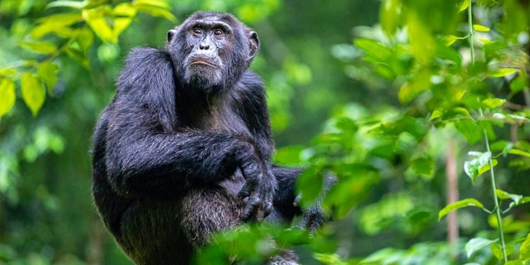 Ugandans rallied to conserve natural resources