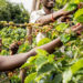 Coffee farmers advocate for valve addition policy