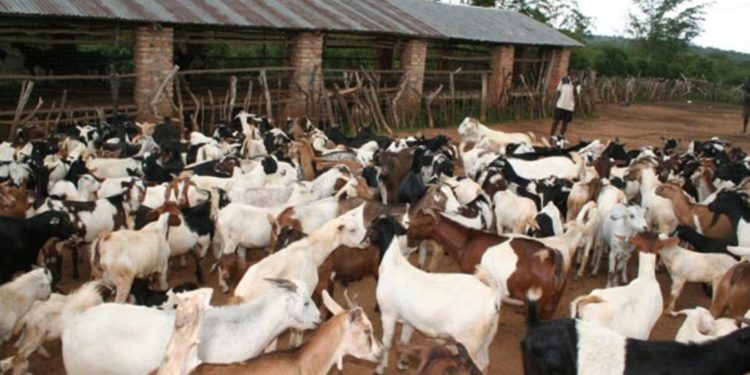Gov’t allocates Shs50bn for compensation of lost cattle