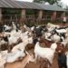 Gov’t allocates Shs50bn for compensation of lost cattle