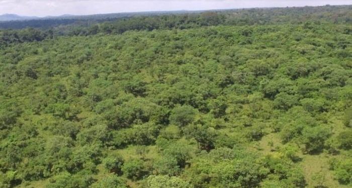 Ugandan lawyers sue gov’t over clearance of forest for sugarcane growing