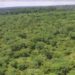 Ugandan lawyers sue gov’t over clearance of forest for sugarcane growing