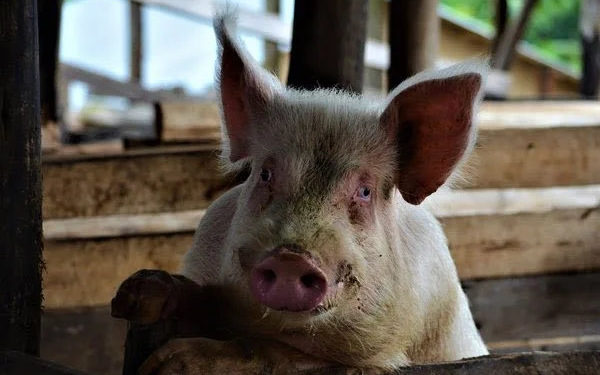 Pig feasts on one month old baby in Rakai