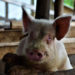 Pig feasts on one month old baby in Rakai