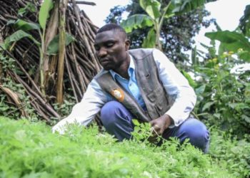 “Doctor Artemisia” — the plant helps treat malaria
