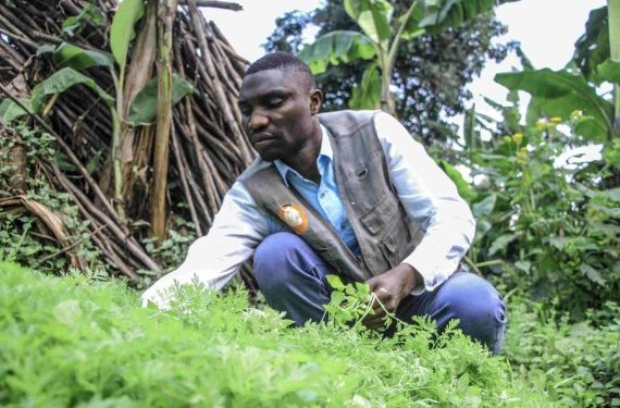 “Doctor Artemisia” — the plant helps treat malaria